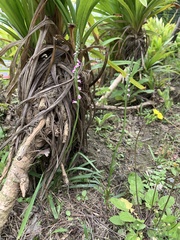 Spiranthes sinensis