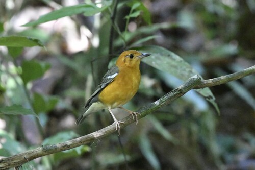 Orange-headed Thrush (Geokichla citrina), photo 6