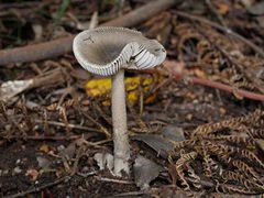 Amanita cheelii