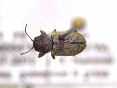 Myochrous squamosus