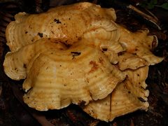 Multifurca stenophylla