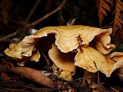 Multifurca stenophylla