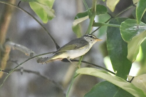 Eastern Crowned Warbler (Phylloscopus coronatus), photo 3