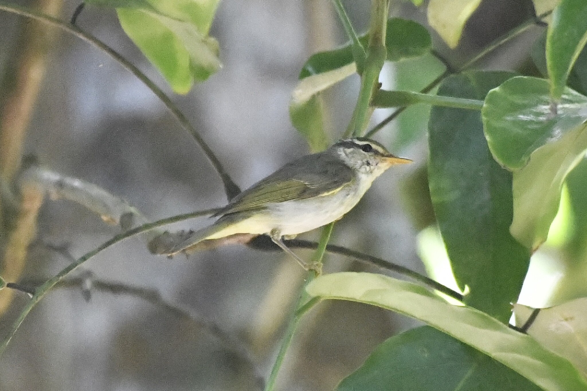 Eastern Crowned Warbler (Phylloscopus coronatus), photo 3