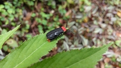 Vesta chevrolati