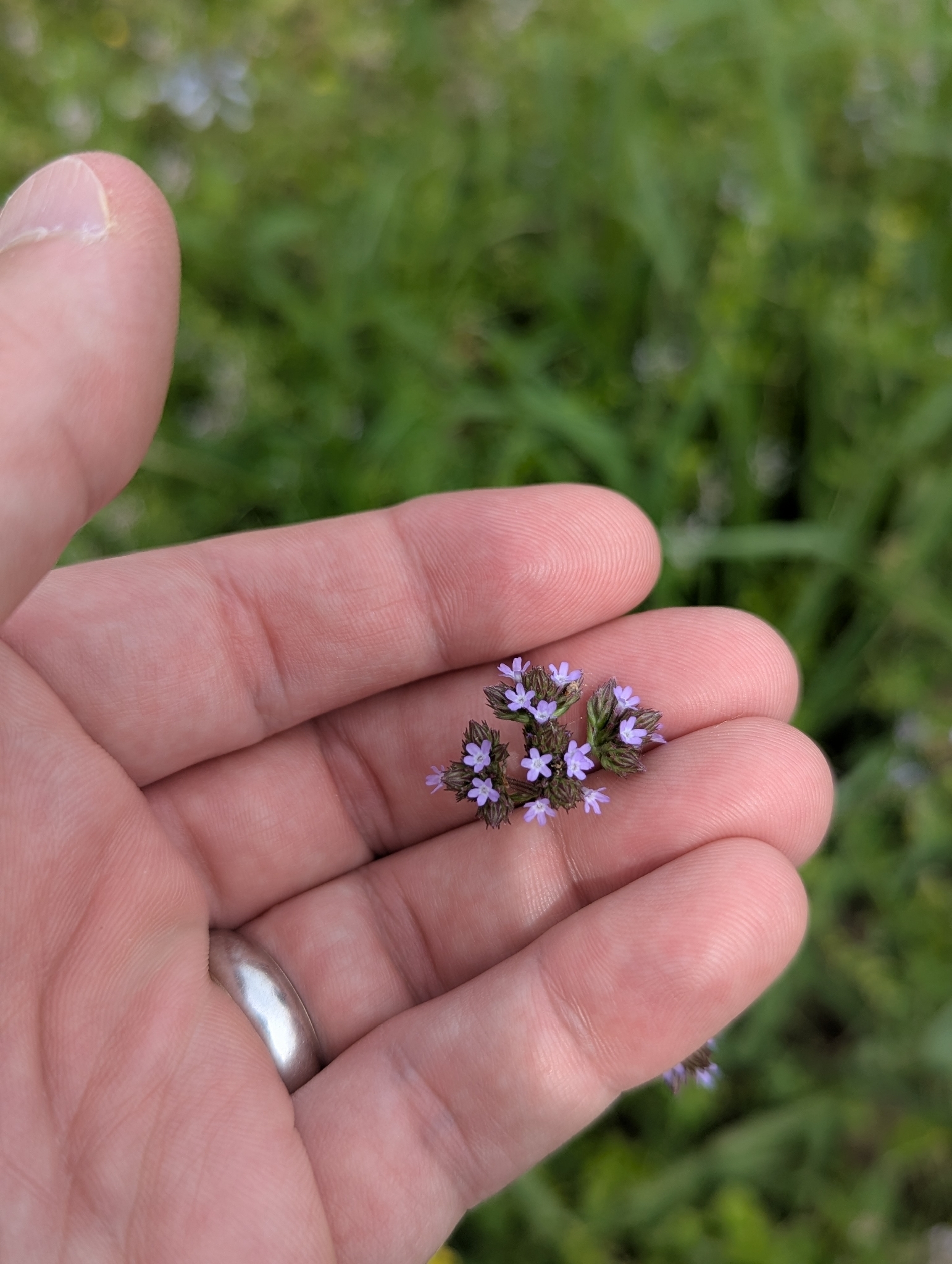 Brazilian Vervain (Verbena brasiliensis)