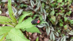 Vesta chevrolati