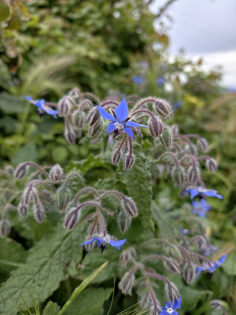 Borage