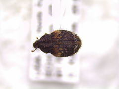 Peracalles ventrosus