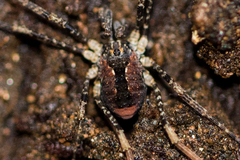 Protolophus singularis