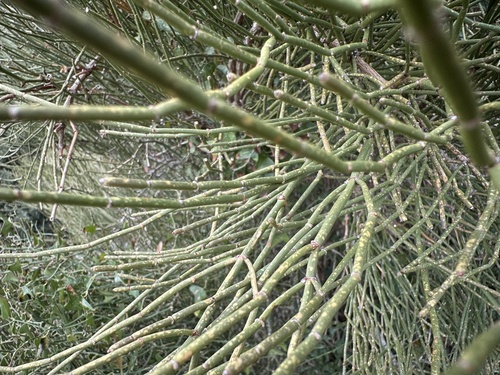 Joint Pine (Ephedra fragilis)