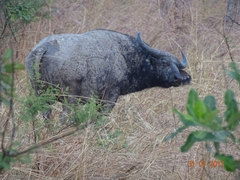 Syncerus caffer brachyceros