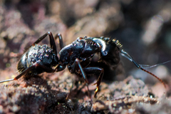 Camponotus vicinus