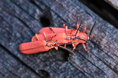 Dictyoptera simplicipes