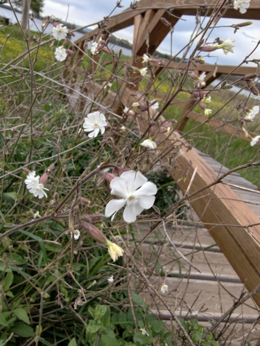White campion