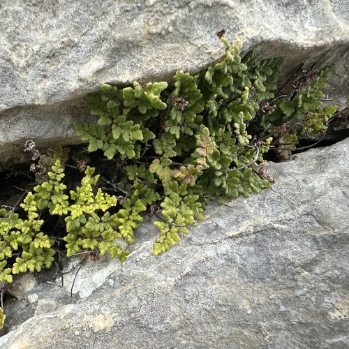 Lip Fern (Oeosporangium acrosticum)