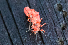 Dictyoptera simplicipes