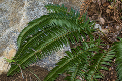 Polystichum imbricans curtum