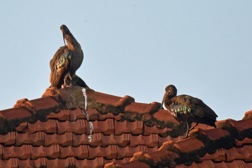 iNaturalist: (c) charlie_myles, some rights reserved (CC BY-NC) iNaturalist image