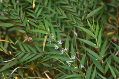 Pentasachme caudatum