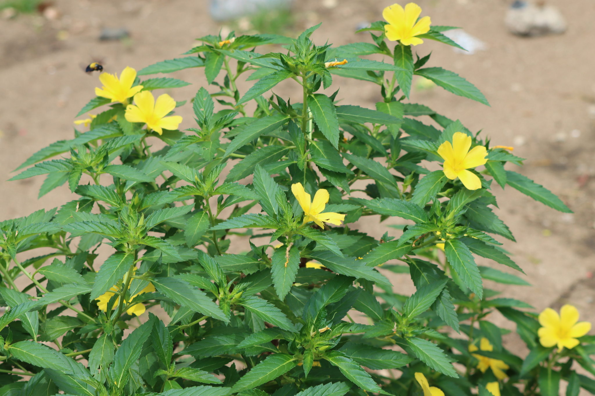 Ramgoat Dashalong (Turnera ulmifolia)