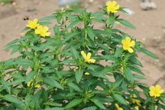 Ramgoat Dashalong (Turnera ulmifolia)