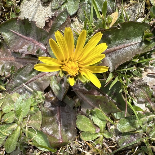 Dandelion (Taraxacum obovatum)