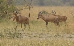 Alcelaphus buselaphus major