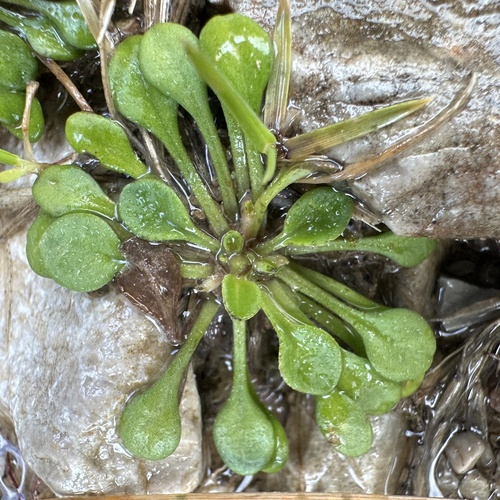 Bellium bellidioides, photograph 6