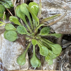 Bellium bellidioides, photograph (c) Julia Henning, some rights reserved (CC BY)