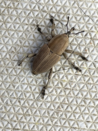 Clay-colored Billbug photo 5