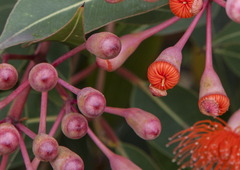 Corymbia ficifolia