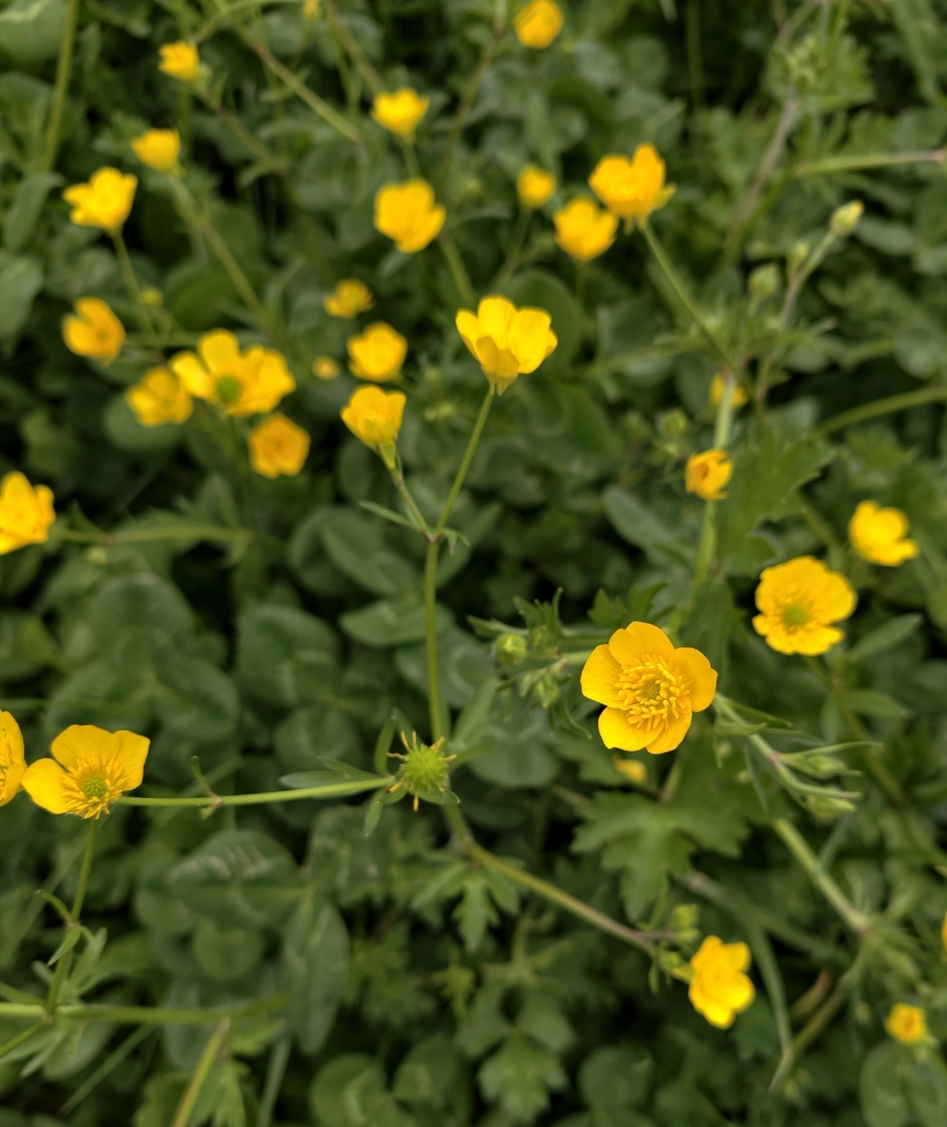 Bulbous buttercup