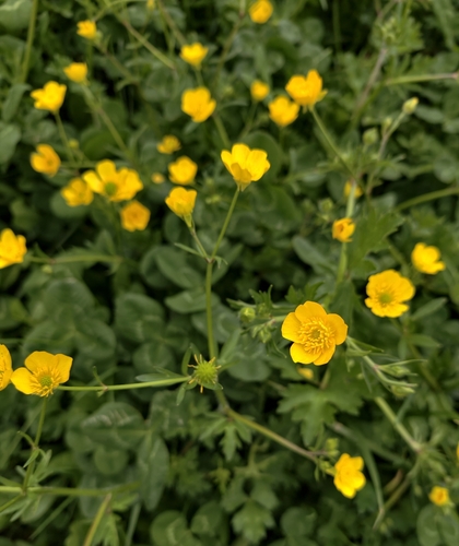 Bulbous buttercup