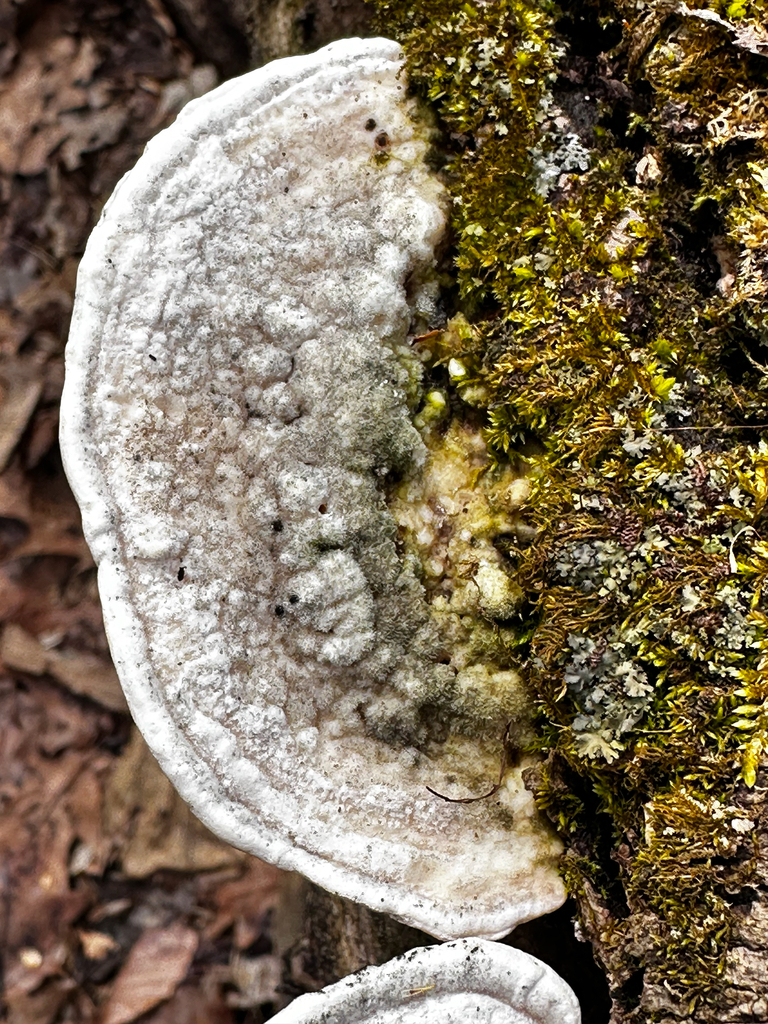 Trametes gibbosa · March 2026 · photo: © christatrails (iNaturalist, cc-by)