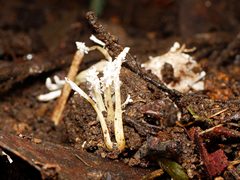 Cordyceps tenuipes