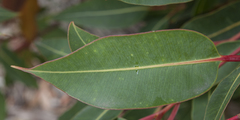 Corymbia ficifolia