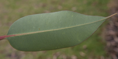 Corymbia ficifolia