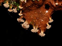 Oligonema verrucosum