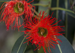 Corymbia ficifolia