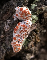 Haematomma persoonii