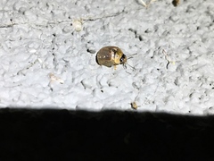 Paropsisterna m-fuscum