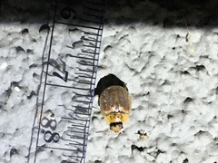 Paropsisterna m-fuscum