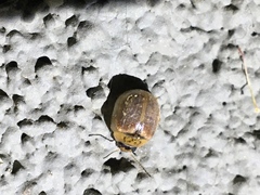 Paropsisterna m-fuscum