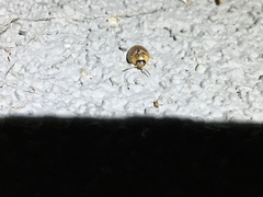 Paropsisterna m-fuscum