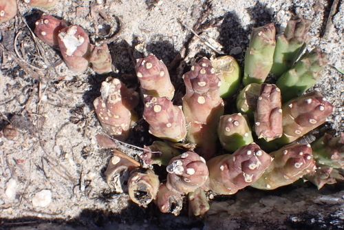 Ceropegia mixta