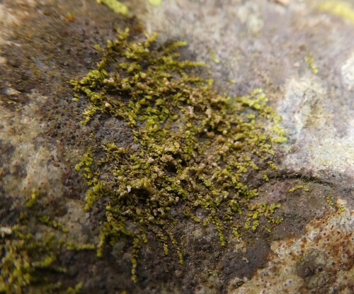 Biddlecome's Pouncewort (Cololejeunea biddlecomiae)