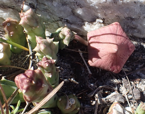 Ceropegia mixta