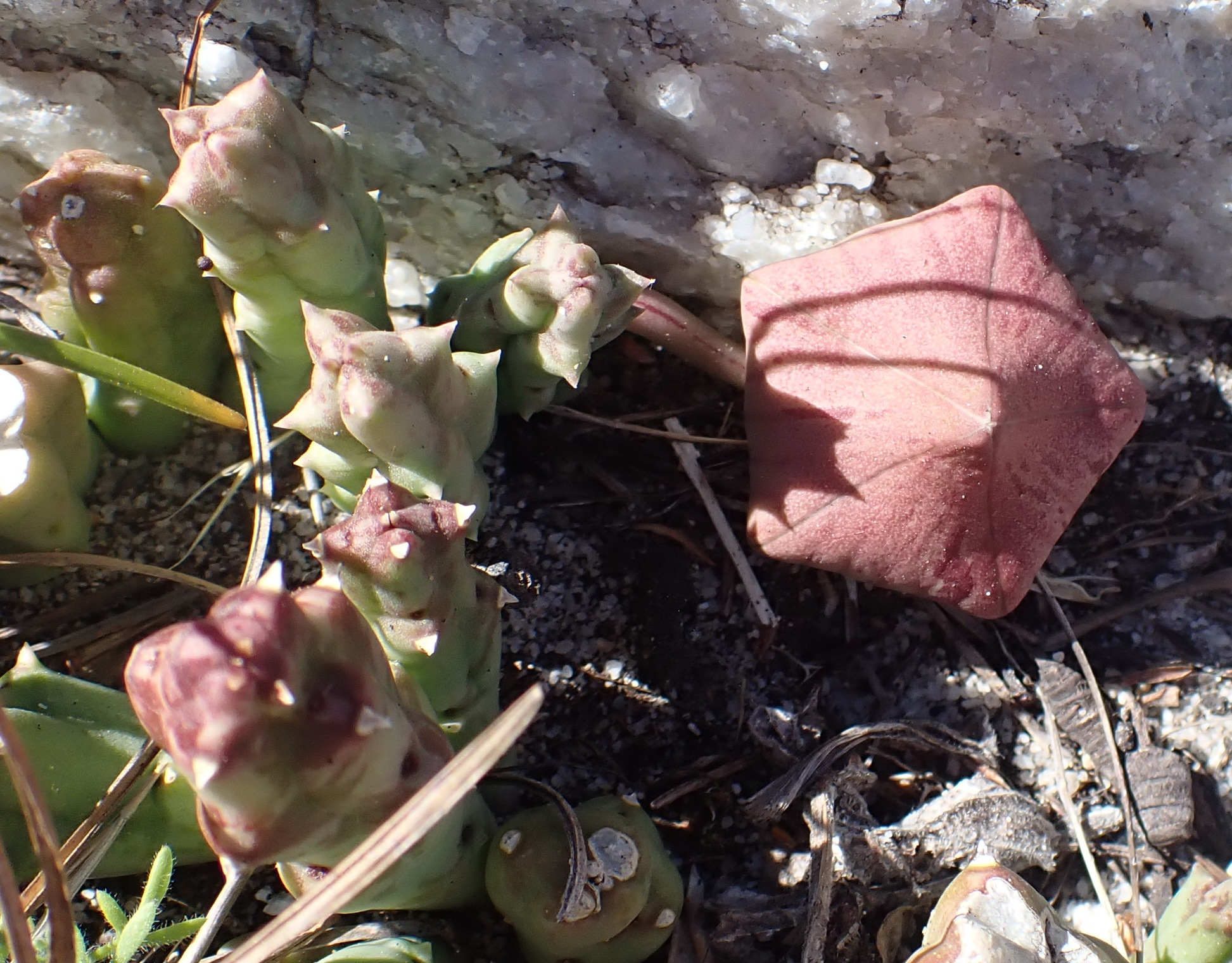 Ceropegia mixta