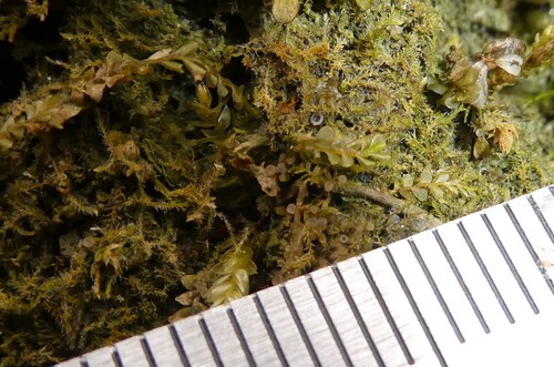 Hairy Threadwort (Blepharostoma trichophyllum)